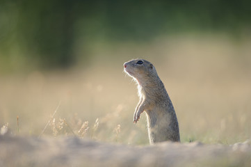 European ground squirrel standing on the ground