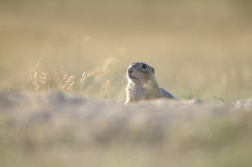 Naklejka na ściany i meble European ground squirrel