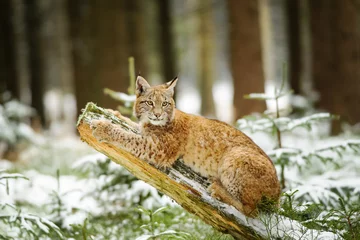 Fotobehang Lynx Eurasian lynx cub lying on tree trunk in winter colorful forest  © Stanislav Duben