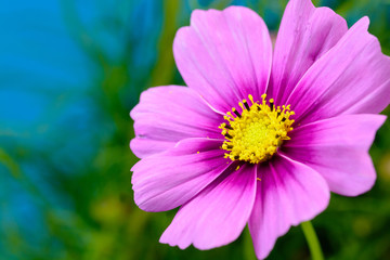 Fototapeta premium コスモスの花