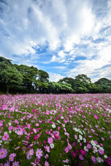 コスモス畑＠佐世保市展海峰