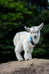 ヤギのポートレート
