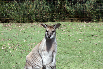 オーストラリア　カンガルー
