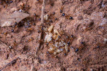 Ant's Nest
