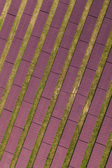 Aerial view of solar power plant