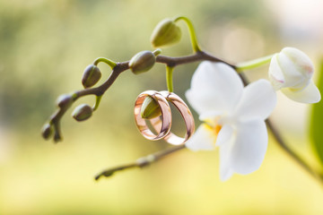 Golden wedding rings