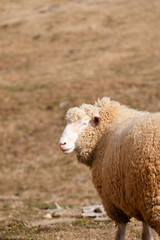 羊のポートレート