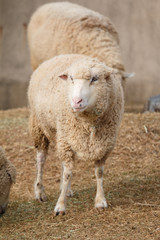 羊のポートレート