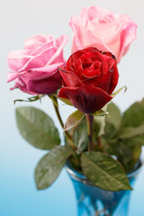 薔薇の花