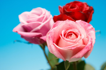 薔薇の花