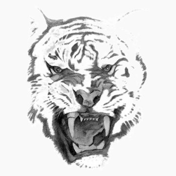 Tiger (head)