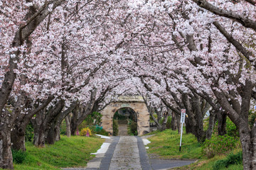 桜のアーチ＠佐賀県武雄市
