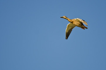 Female Mallard Duck Flying in a Blue Sky