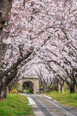 桜のアーチ＠佐賀県武雄市