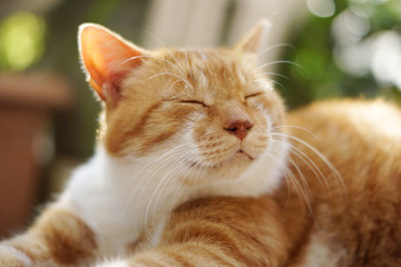 くつろぐ茶猫 © takashikiji