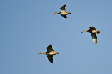 Three Mallard Ducks Flying in a Blue Sky