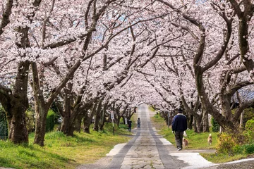 Afwasbaar Fotobehang Kersenbloesem 桜のアーチ＠佐賀県武雄市