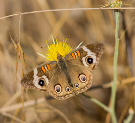 Common Buckeye (Junonia coenia) butterfly on yellow flower. San Mateo County, California, USA.