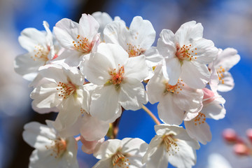 桜の花