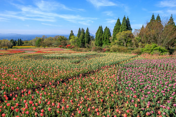 チューリップ畑