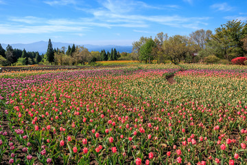 チューリップ畑
