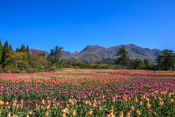 チューリップ畑