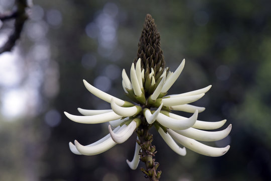 Erythrina speciosa "alba" or mulungu