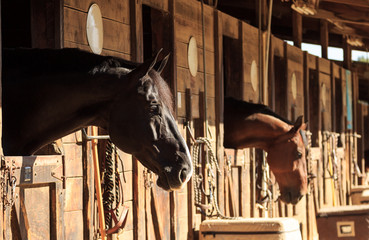 Louisville, Kentucky, United States, — July 2015: Brown bay horse view out the stable in a barn