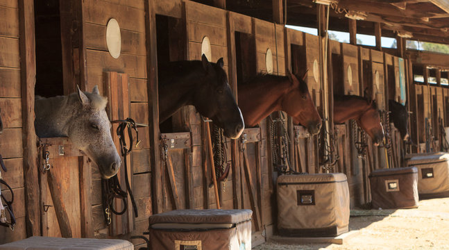 Fototapeta Louisville, Kentucky, Stany Zjednoczone, - Lipiec 2015: Brown podpalanego konia widok out stajenka w stajni
