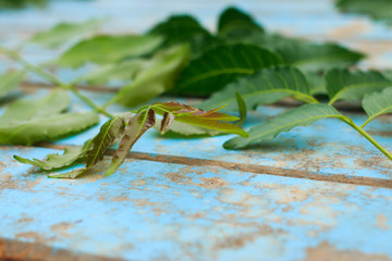 Nature fresh neem on old blue wooden