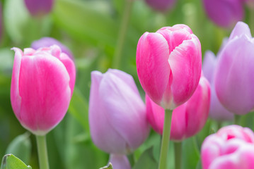 Naklejka premium Pink and purple tulip flowers, selective focus