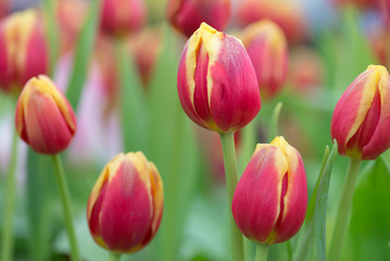 Fototapeta premium Bukiet czerwonych tulipanów