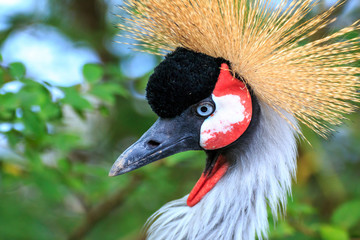 ホオジロカンムリヅル