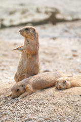 プレーリードッグ