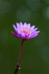 violet lotus blossom