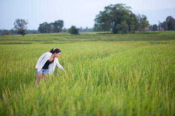 Naklejka na ściany i meble asian woman and rice filed shallow depth of field