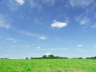 初秋の水元公園の草原と林と青空