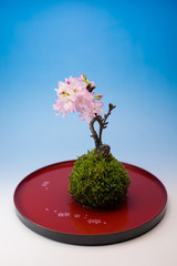 桜盆栽