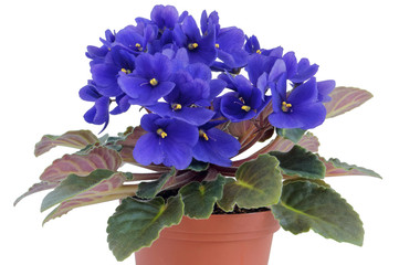 Idelal  blue violets