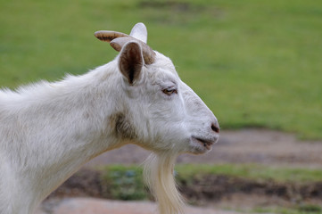 ヤギのポートレート