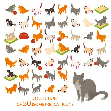 Cat cions