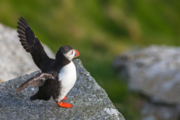 Atlantic Puffin bird on a rock that raises its wings
