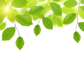 Spring Beech branch with green leaves isolated 