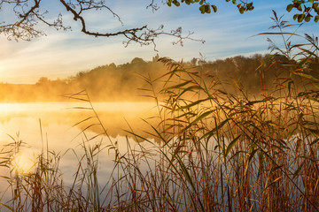 Reeds at the water's edge and autumn fog on the lake at sunrise - obrazy, fototapety, plakaty