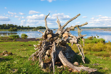 Roots of an old tree that has fallen on the beach at a lake