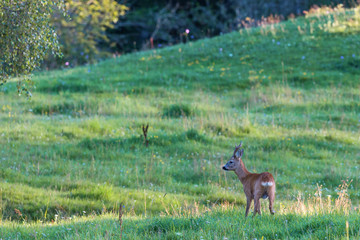 Deer on a meadow in summer