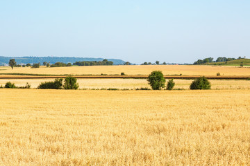 Ripe cornfield in rural view