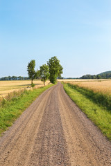 Fototapeta na wymiar Gravel road in countryside with corn fields