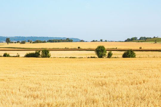 Ripe cornfield in rural view