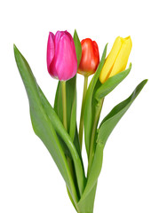 Purple, yellow and red tulip with green leaf 
